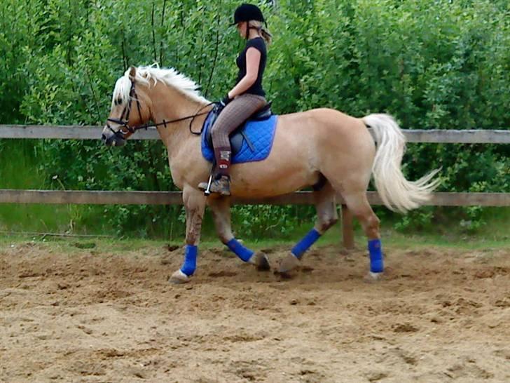 Anden særlig race Pablo haflinger blanding billede 10