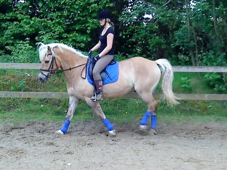 Anden særlig race Pablo haflinger blanding billede 11