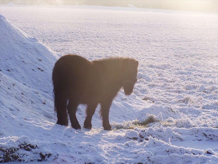 Miniature Frække Frida ;D  - Min lille put ;) billede 4