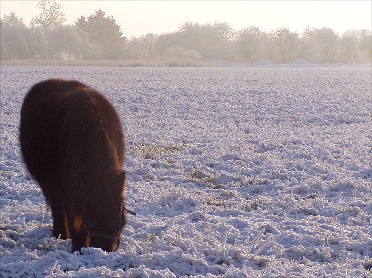 Miniature Frække Frida ;D  - hunden løber også billede 5