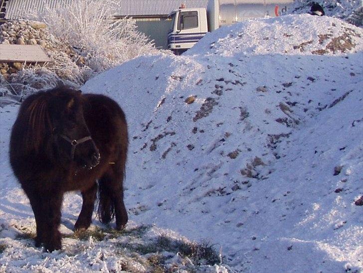 Miniature Frække Frida ;D  billede 6