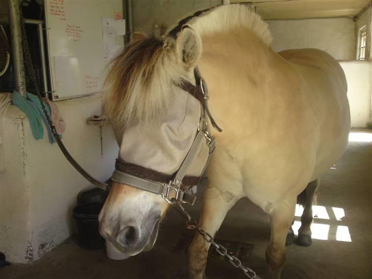 Fjordhest Malte (Gamle part) billede 11