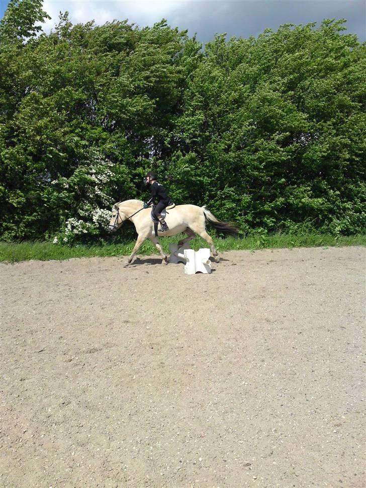 Fjordhest Malte (Gamle part) billede 12