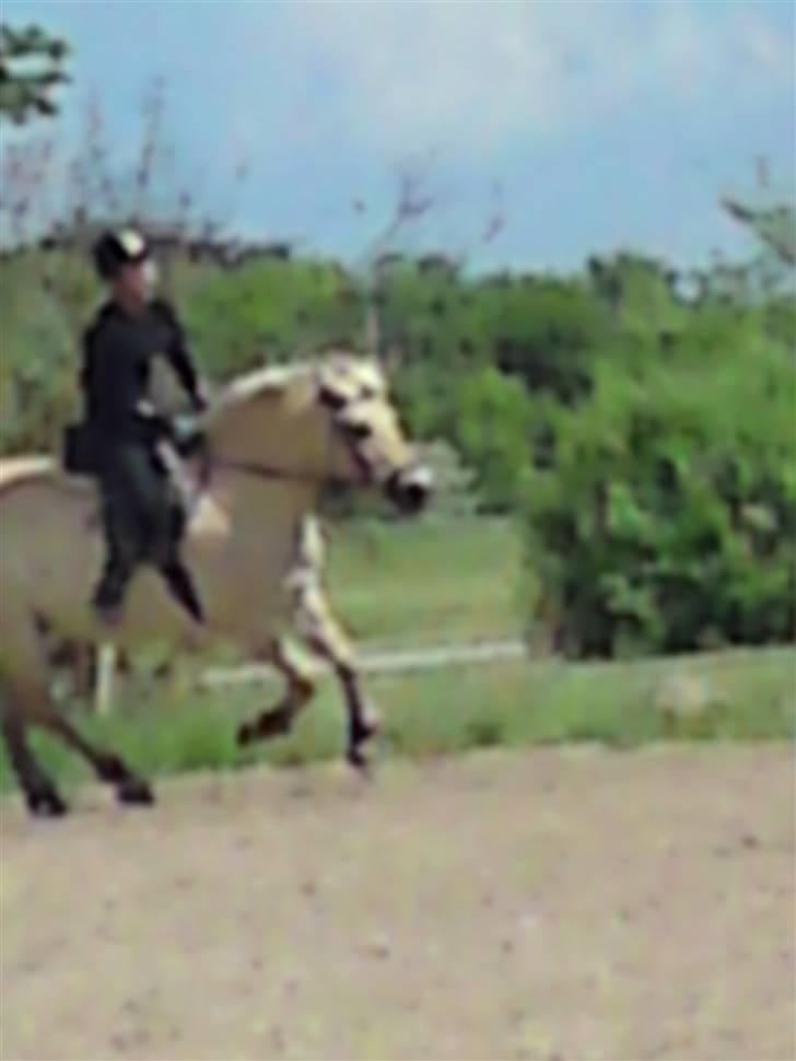 Fjordhest Malte (Gamle part) billede 13