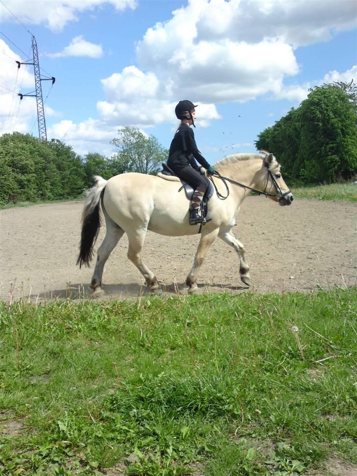 Fjordhest Malte (Gamle part) billede 14