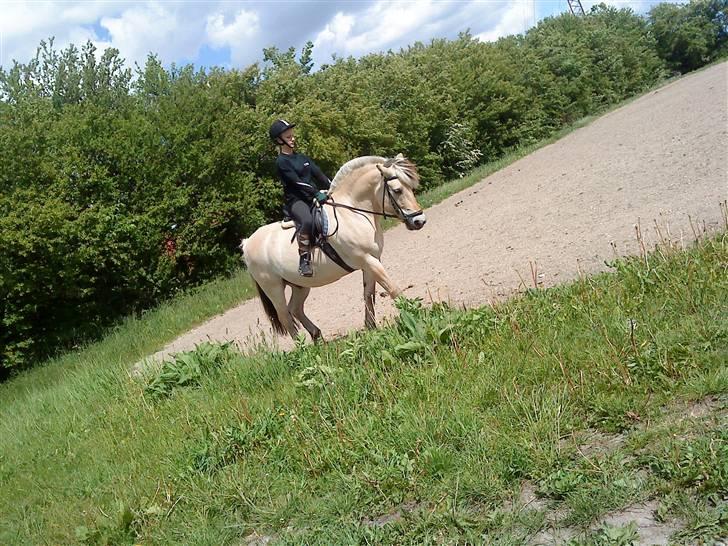 Fjordhest Malte (Gamle part) billede 15