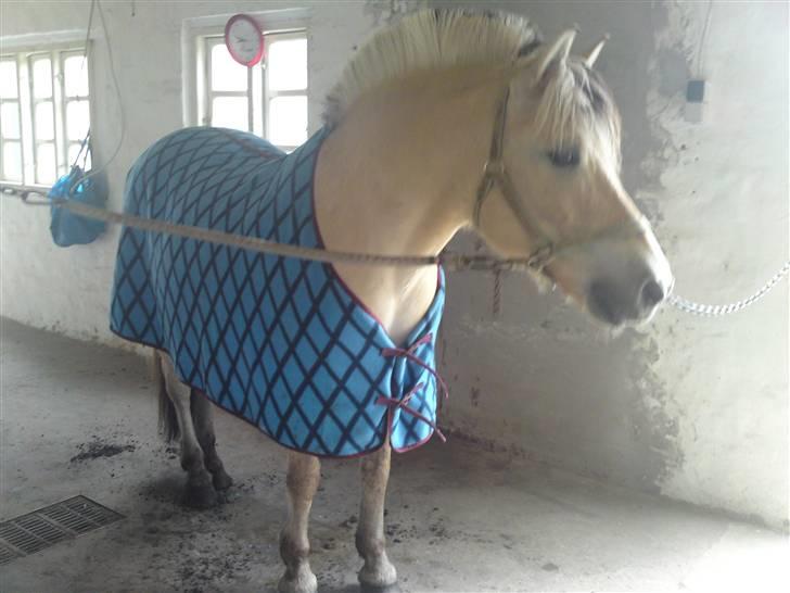 Fjordhest Malte (Gamle part) billede 17