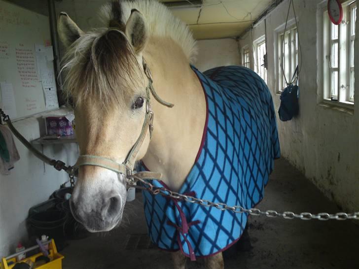 Fjordhest Malte (Gamle part) billede 18