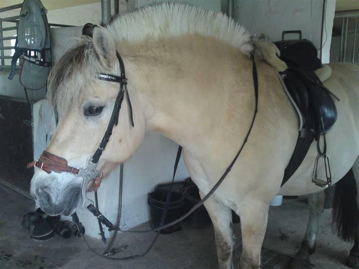 Fjordhest Malte (Gamle part) billede 19