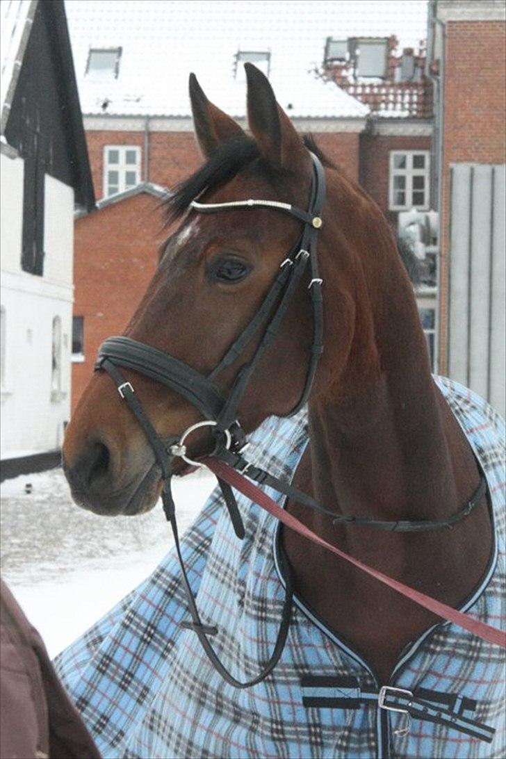 Hannoveraner santana - santana vinter 2011 billede 4