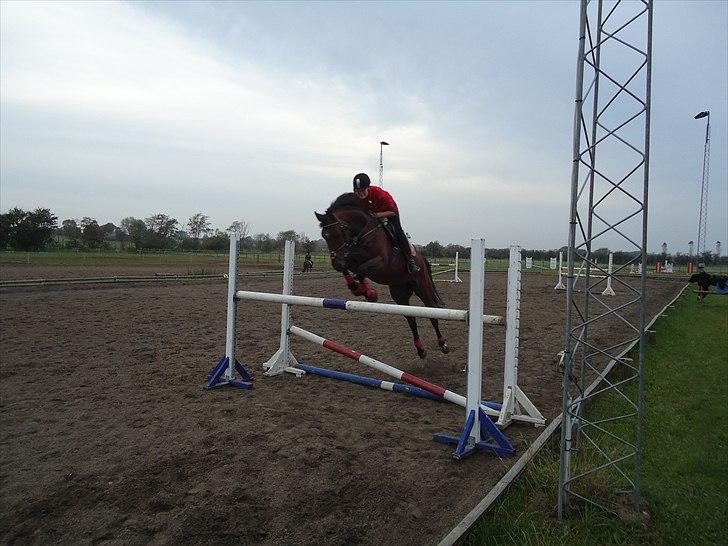 Hannoveraner santana - Linea og Santana efterår 2010 billede 5