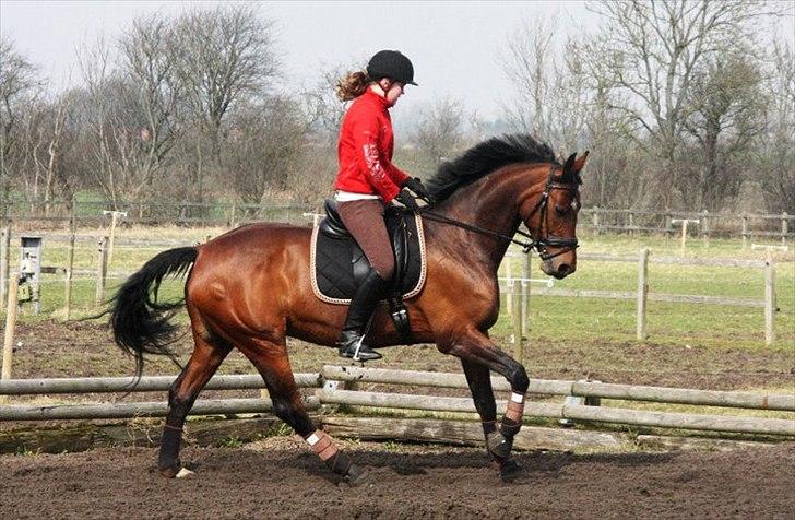 Hannoveraner santana - santana og Henriette forår 2011 billede 6