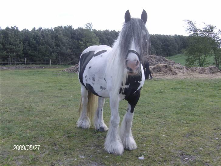 Irish Cob Bakkegårdens Shakira - højgravide Shakira billede 11