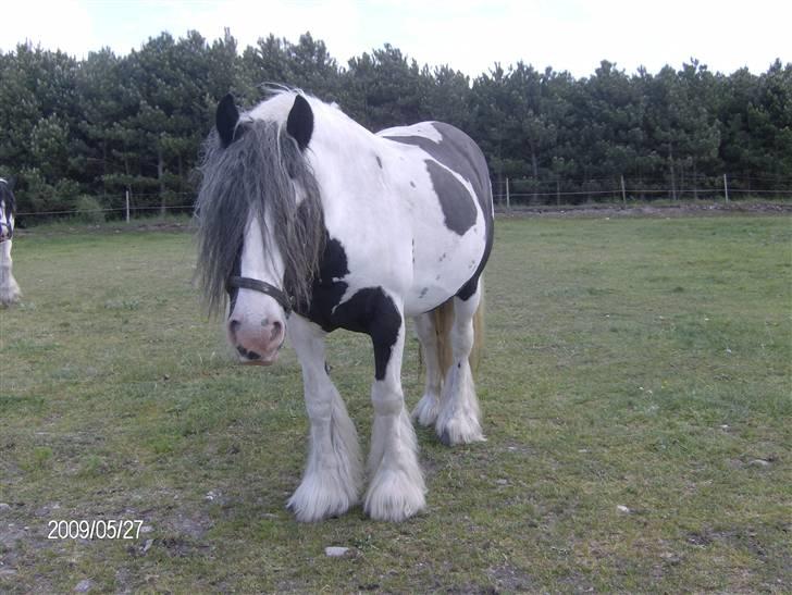Irish Cob Bakkegårdens Shakira billede 12