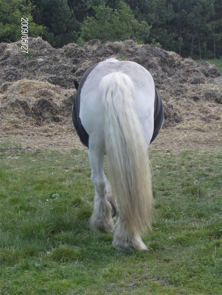 Irish Cob Bakkegårdens Shakira - bagsmækker dame billede 13