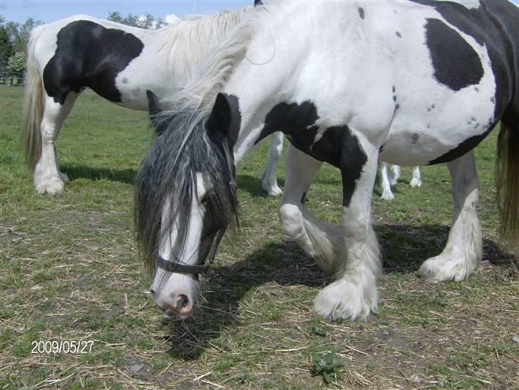 Irish Cob Bakkegårdens Shakira billede 14