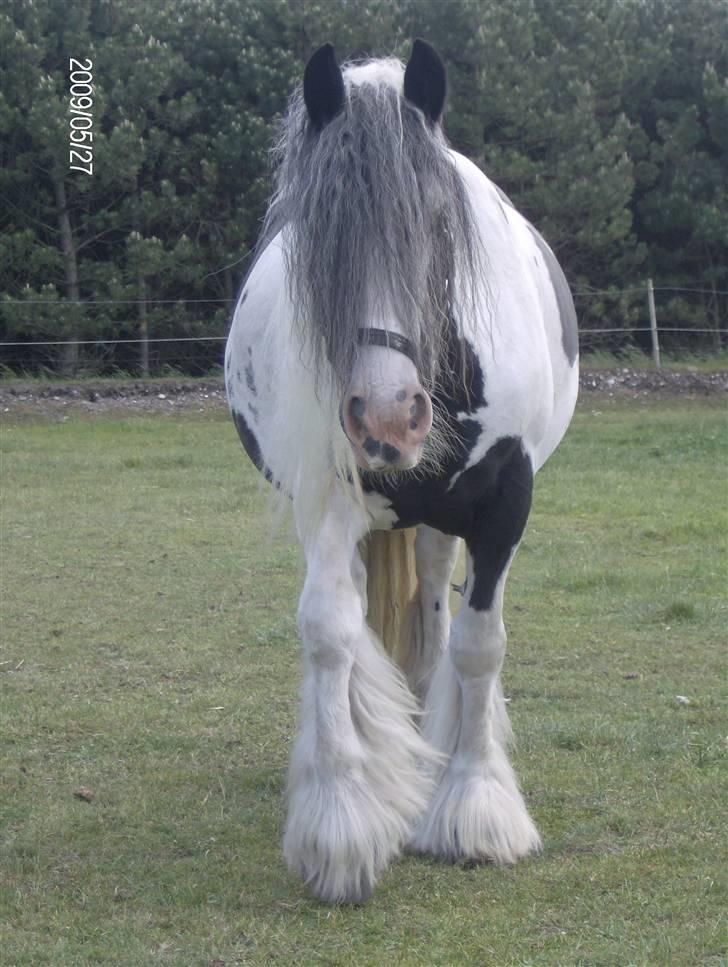 Irish Cob Bakkegårdens Shakira - det er drøjt nu billede 15