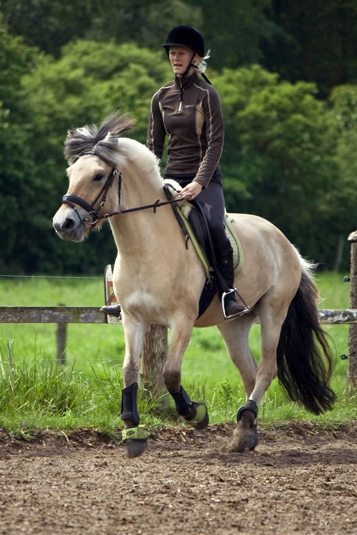 Fjordhest Sirocco - fotofolio.dk billede 20