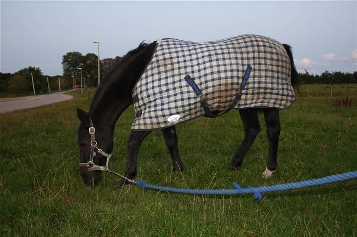 DSP | Black Joy |  - Joy græsser en efterårsaften 2008 billede 4