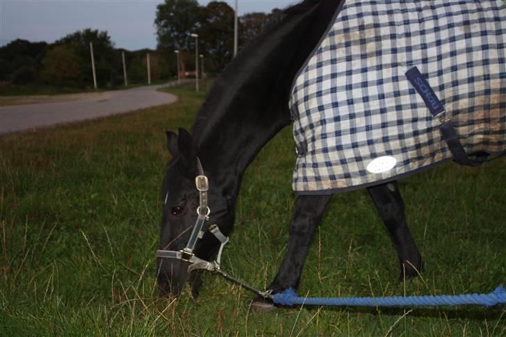 DSP | Black Joy |  - Joy elsker at spise græs :) billede 5