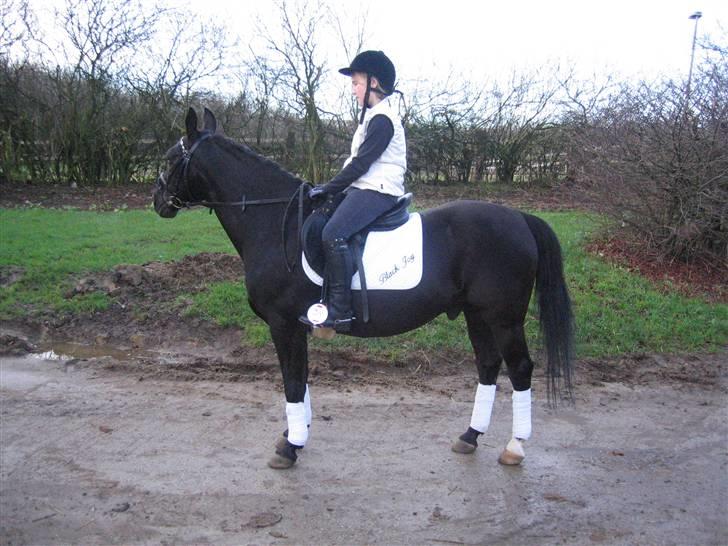 DSP | Black Joy |  - Joy er så smuk til stævner :) billede 10