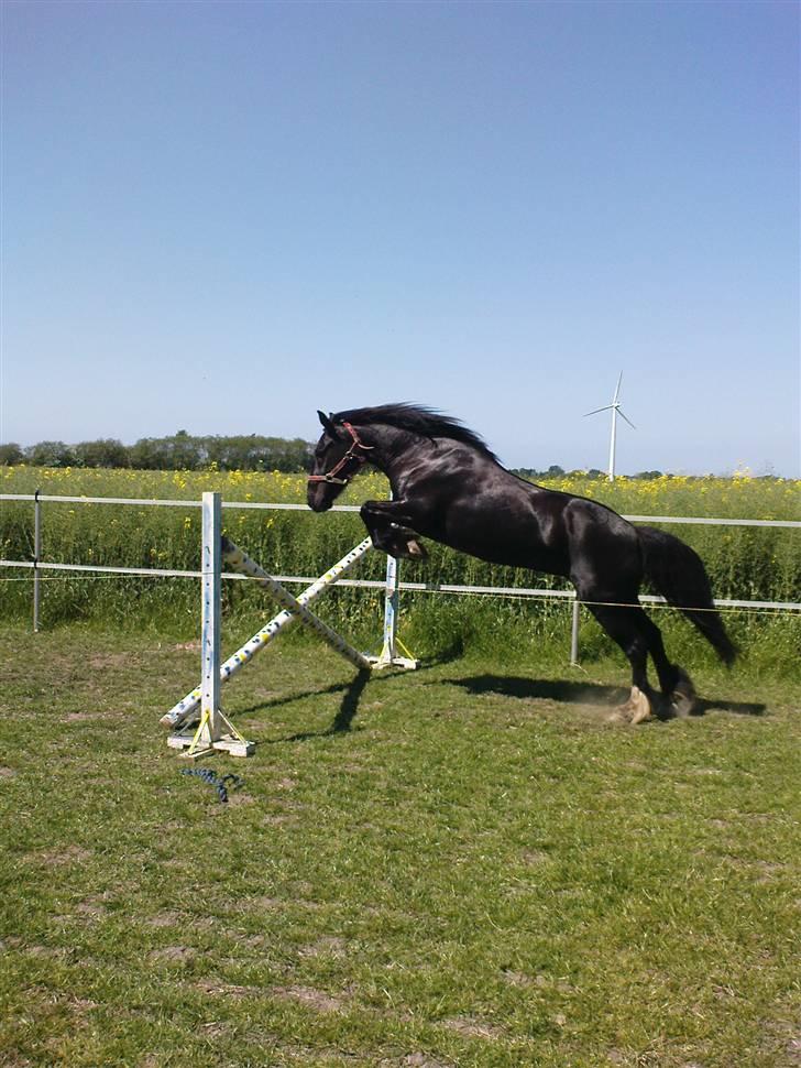 Anden særlig race Pixieline  billede 1