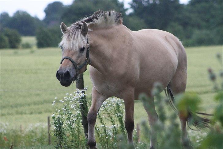 Fjordhest Bibi  - All the diamonds, pearls and money in the world, means nothing if I ain&#39;t got you. billede 5