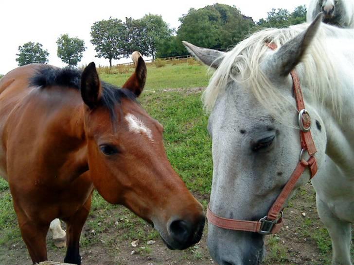 Knabstrupper Flying Ghost 'Solgt' :'( - Ghost & Chiska :´) billede 15