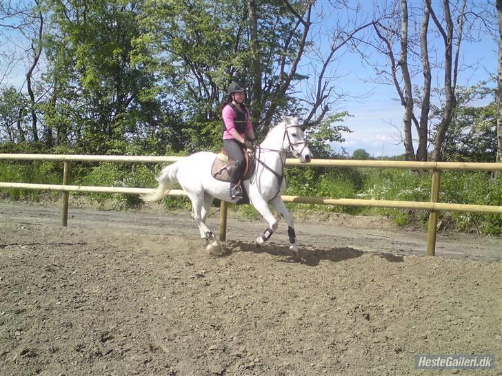 Anden særlig race La Santa - Galop - opvarmning til spring(: billede 4