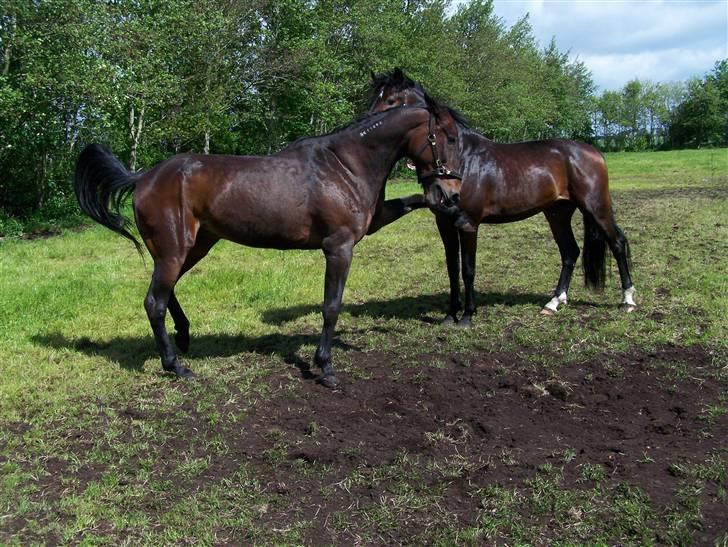 Traver Thor Holmager [R.I.P] - Taget af: Dorte Jensen/Grønvang foto(mig) billede 13