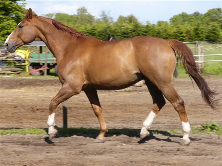 Hannoveraner Wandolf R.I.P billede 11