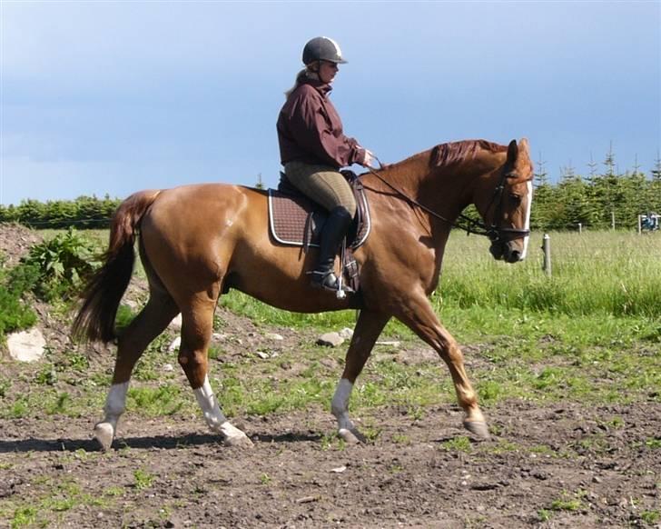 Hannoveraner Wandolf R.I.P billede 12