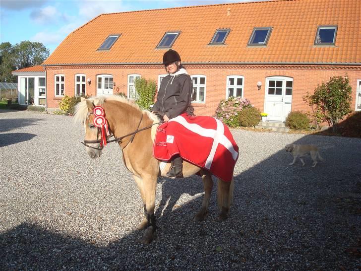 Haflinger Daisy Høgh SOLGT billede 1