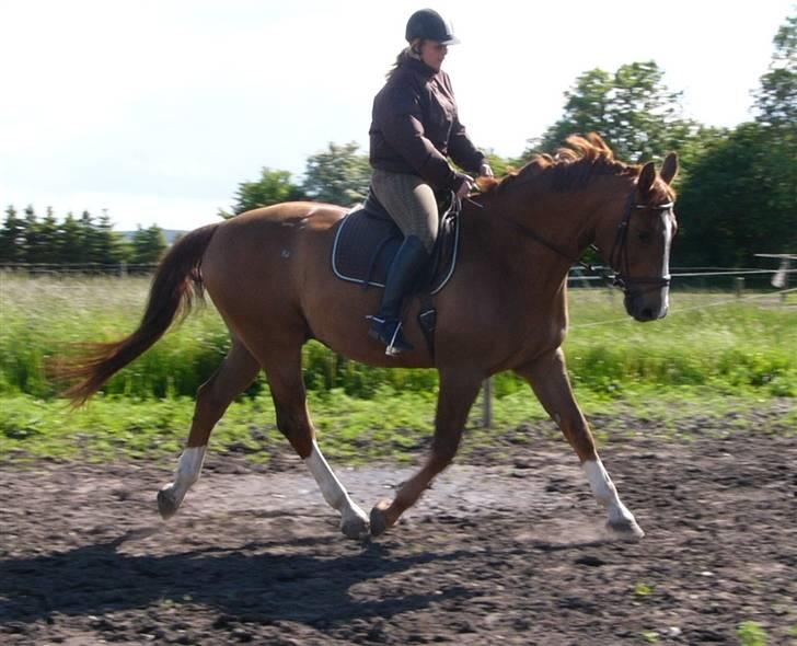 Hannoveraner Wandolf R.I.P billede 13