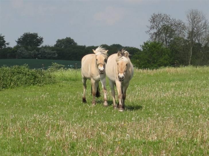 Fjordhest Bibi  -  Hos Stald Kiel, hun kom da vi kaldte.  billede 8