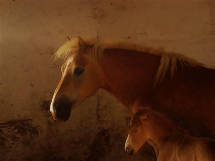 Haflinger Daisy Høgh SOLGT billede 2