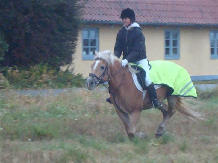 Haflinger Daisy Høgh SOLGT billede 5