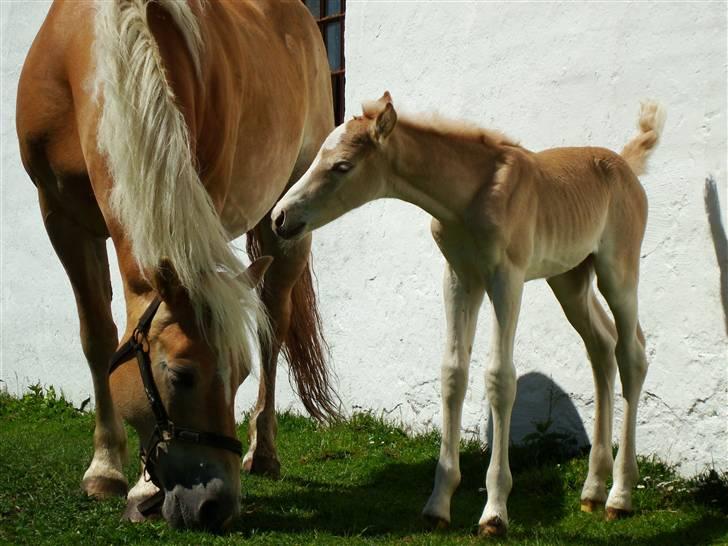 Haflinger Daisy Høgh SOLGT billede 6