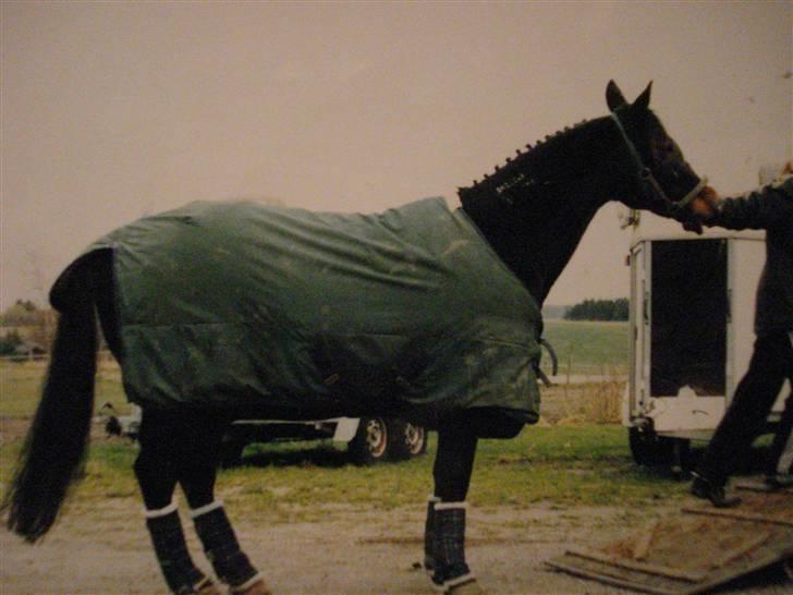 Traver Vanu Lillevang R.I.P. - Vanu som nægtede at gå op i trailer - en af de første gange vi skulle til stævne :)) billede 2