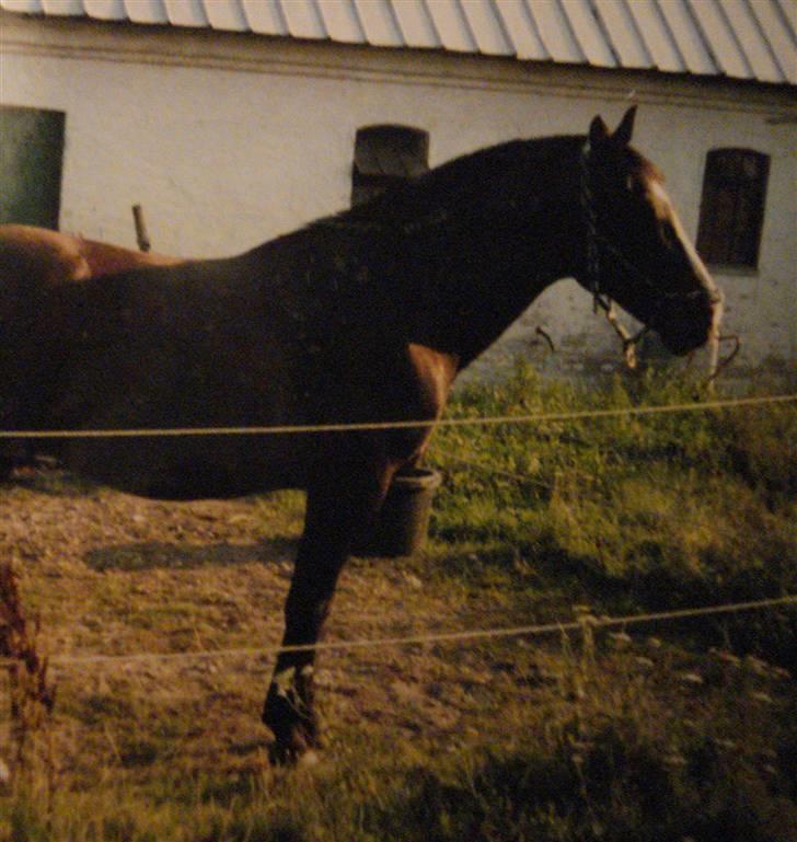 Traver Vanu Lillevang R.I.P. - Vanu imens han stod på Færgedal :) billede 3