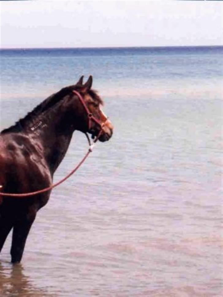 Traver Vanu Lillevang R.I.P. - Vanu på Dronningemølle strand.. En dejlig pause efter at have redet fra Frederikssund til Esrum.. billede 4