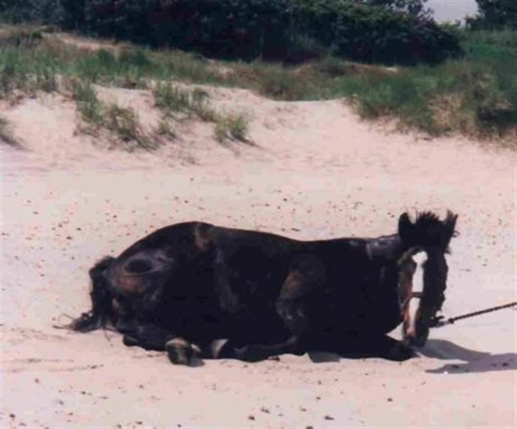 Traver Vanu Lillevang R.I.P. - En lækker rulletur efter at have været i vandet :) billede 5