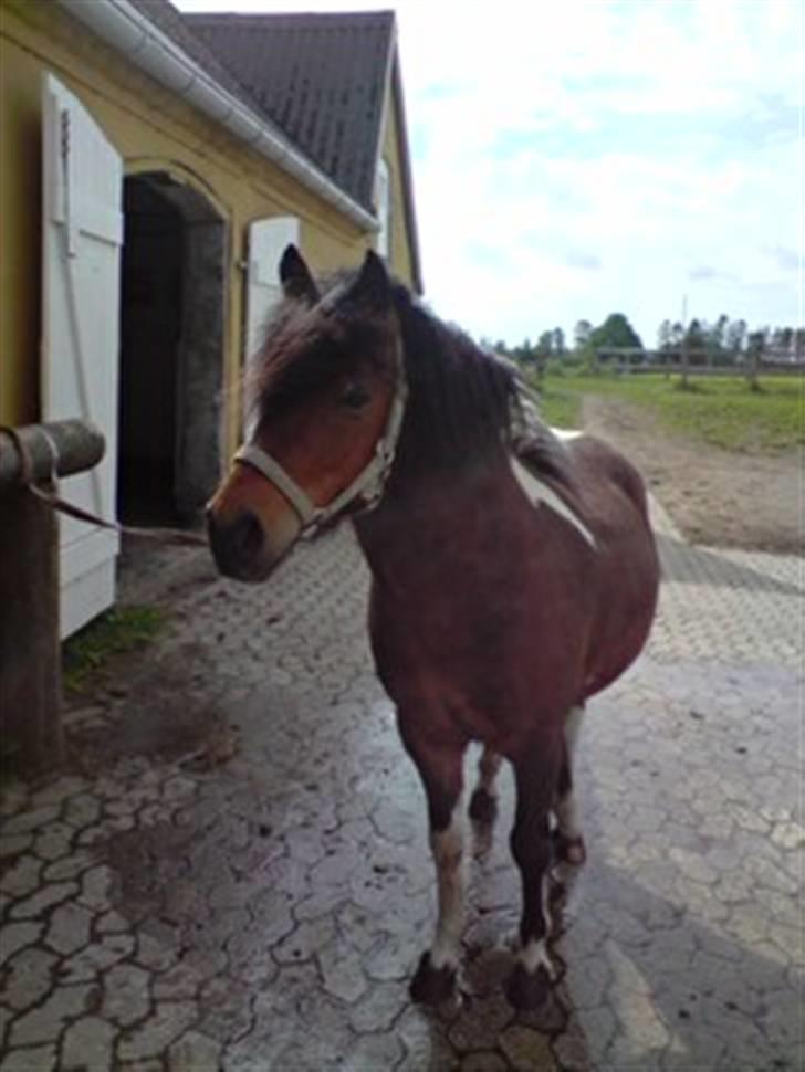 Anden særlig race Magnus - Magnus får vasket tæer :) Taget af Stine billede 14