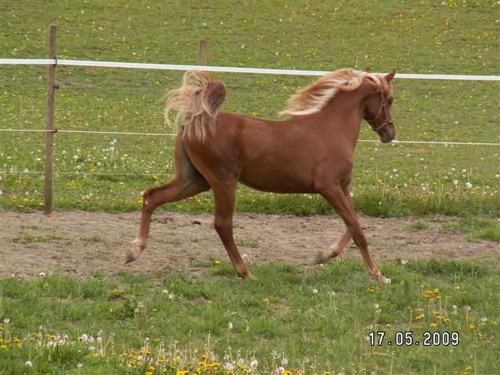 Arabisk fuldblod (OX) WML AL FADEE ox4877 solgt - Skal lige vise sig på sin nye græsfold Maj 2009 billede 8