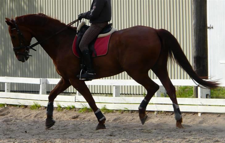 Dansk Varmblod Alabast billede 4