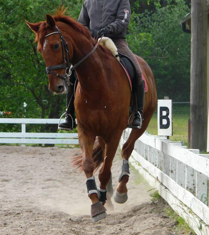 Dansk Varmblod Alabast billede 6