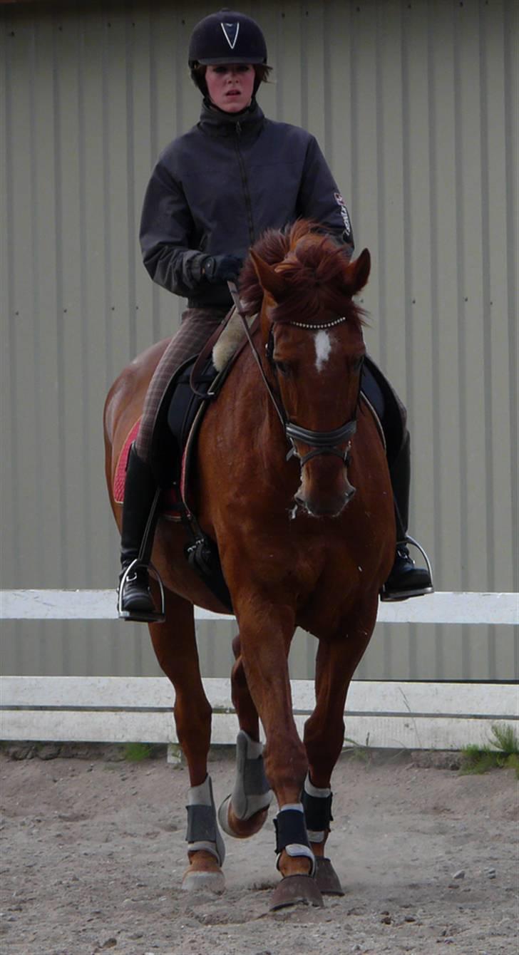 Dansk Varmblod Alabast billede 7