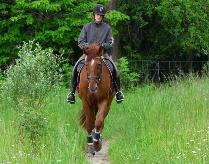 Dansk Varmblod Alabast billede 10