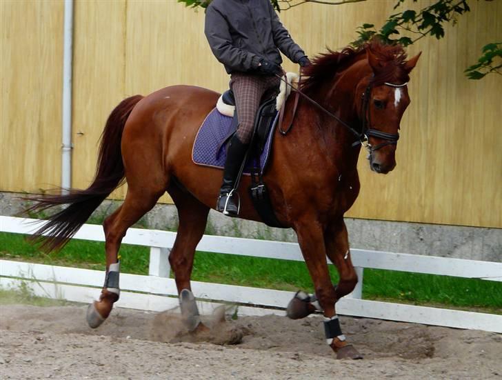 Dansk Varmblod Alabast billede 11