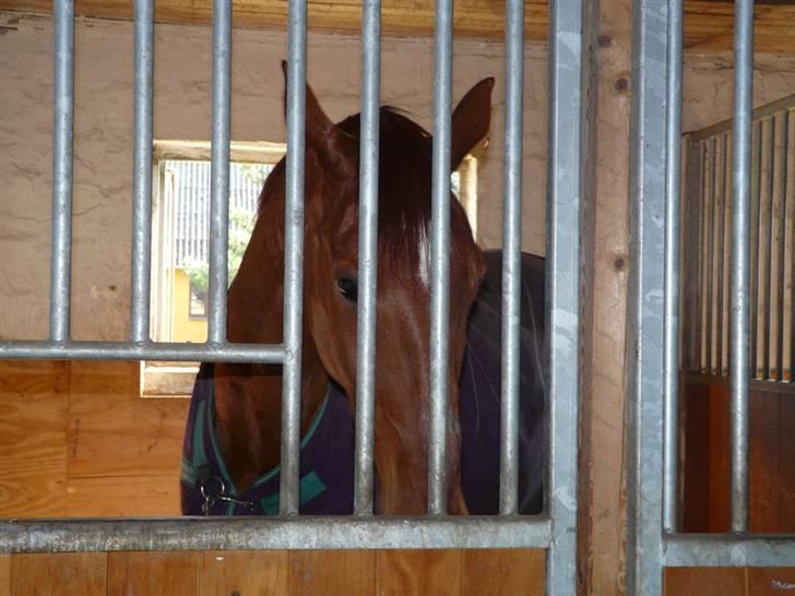 Dansk Varmblod Alabast billede 15